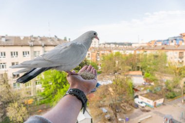 Turuncu gözlü beyaz güvercin bir elin üzerinde oturuyor ve mısır gevreği yiyor.