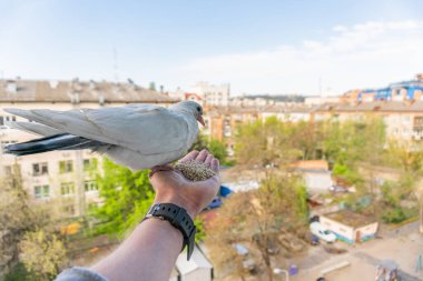 Turuncu gözlü beyaz güvercin bir elin üzerinde oturuyor ve mısır gevreği yiyor.