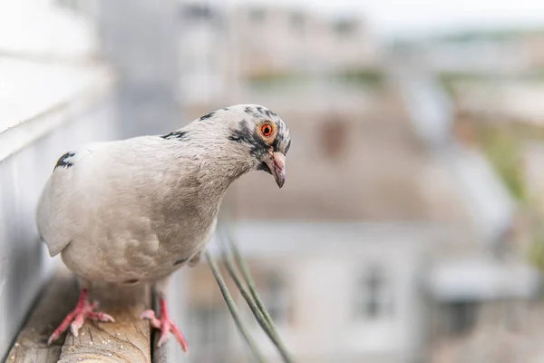 Turuncu Gözlü Meraklı Beyaz Güvercin Oturuyor Bakıyor — Stok fotoğraf