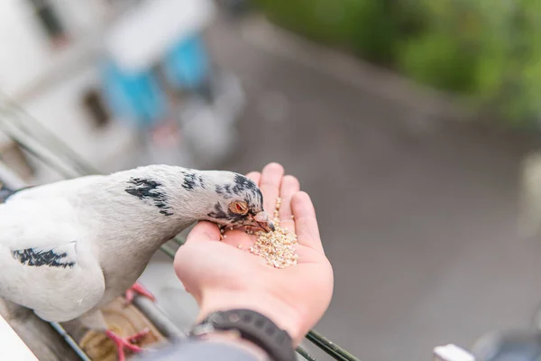 Weiße Hungrige Taube Mit Orangefarbenen Augen Sitzt Auf Einer Hand — Stockfoto