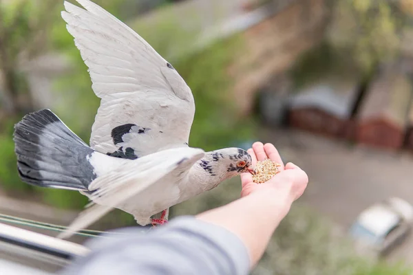 Porumbel Alb Flămând Ochi Portocalii Stă Mână Mănâncă Cereale — Fotografie, imagine de stoc