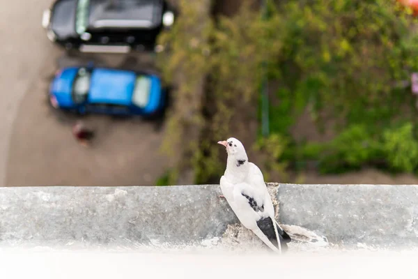 Turuncu Gözlü Meraklı Beyaz Güvercin Oturuyor Bakıyor — Stok fotoğraf