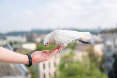 Siyah gözlü beyaz, güzel ve aç güvercin elinde oturuyor ve buğday yiyor.