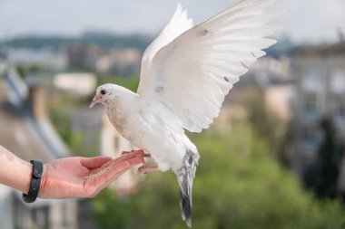 Siyah gözlü beyaz, güzel ve aç güvercin elinde oturuyor ve buğday yiyor.