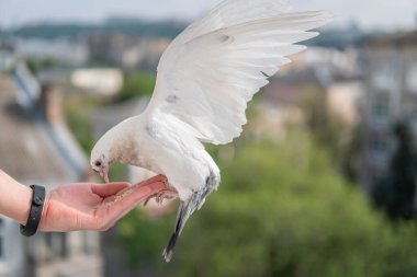Siyah gözlü beyaz, güzel ve aç güvercin elinde oturuyor ve buğday yiyor.