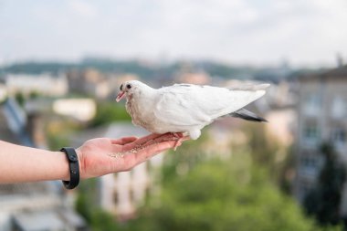 Siyah gözlü beyaz, güzel ve aç güvercin elinde oturuyor ve buğday yiyor.
