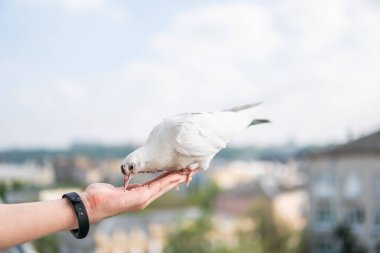 Siyah gözlü beyaz, güzel ve aç güvercin elinde oturuyor ve buğday yiyor.