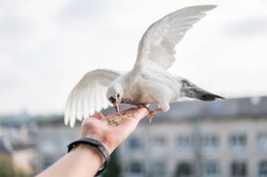 Siyah gözlü beyaz, güzel ve aç güvercin elinde oturuyor ve buğday yiyor.