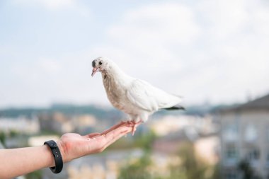 Siyah gözlü beyaz, güzel ve aç güvercin elinde oturuyor ve buğday yiyor.