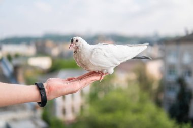 Siyah gözlü beyaz, güzel ve aç güvercin elinde oturuyor ve buğday yiyor.