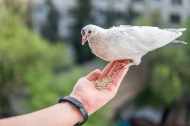 Siyah gözlü beyaz, güzel ve aç güvercin elinde oturuyor ve buğday yiyor.