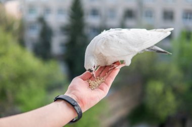 Siyah gözlü beyaz, güzel ve aç güvercin elinde oturuyor ve buğday yiyor.