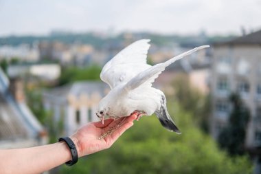 Siyah gözlü beyaz, güzel ve aç güvercin elinde oturuyor ve buğday yiyor.