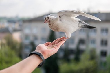 Siyah gözlü beyaz, güzel ve aç güvercin elinde oturuyor ve buğday yiyor.
