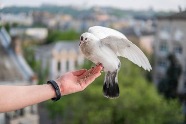 Siyah gözlü beyaz, güzel ve aç güvercin elinde oturuyor ve buğday yiyor.