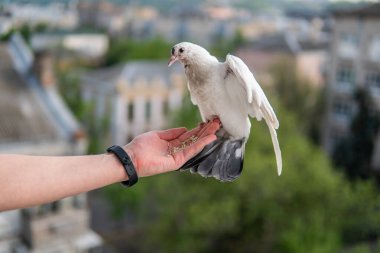 Siyah gözlü beyaz, güzel ve aç güvercin elinde oturuyor ve buğday yiyor.
