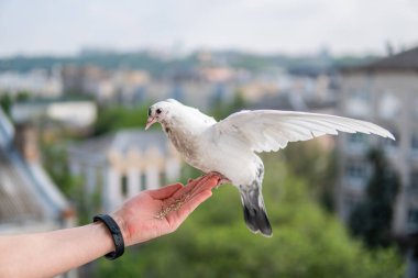 Siyah gözlü beyaz, güzel ve aç güvercin elinde oturuyor ve buğday yiyor.