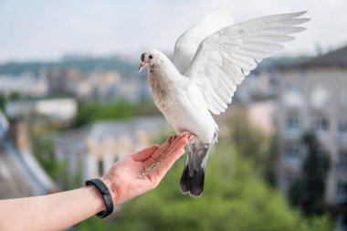 Siyah gözlü beyaz, güzel ve aç güvercin elinde oturuyor ve buğday yiyor.