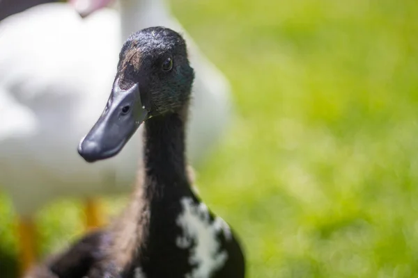 Een Mooie Zwarte Eend Zit Het Groene Gras Een Zonnige — Stockfoto