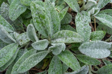 Güzel çiçekler yağmurdan sonra yapraklarına damla damlatır.