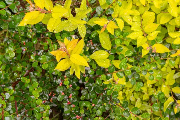 Muchas Hojas Multicolores Diferentes Diferentes Flores Plantas Con Muchas Gotas — Foto de Stock