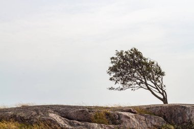 Taşlı bir tepede yalnız küçük bir ağaç