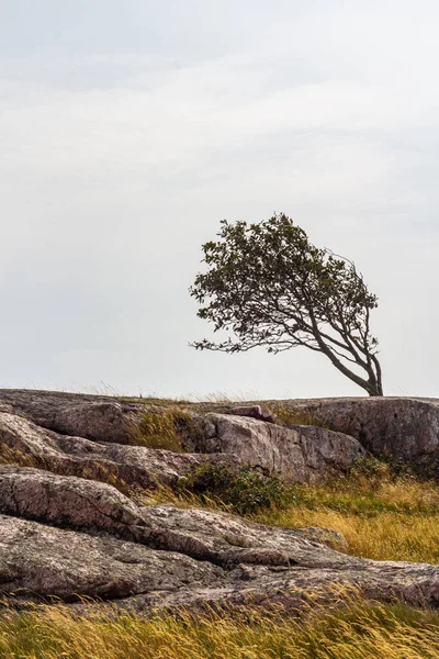 Een Eenzaam Boompje Een Stenige Heuvel — Stockfoto