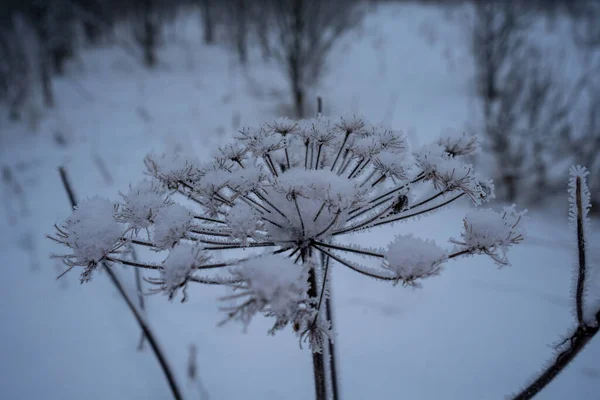 Gedroogde Plant Bedekt Met Rietsuiker — Stockfoto