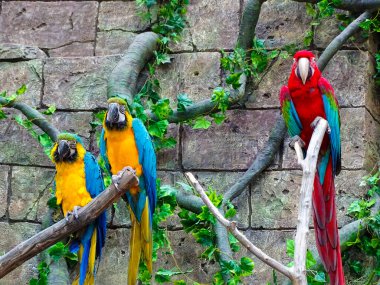 Büyük papağanlar taş bir duvara karşı bir dalda oturuyorlar.