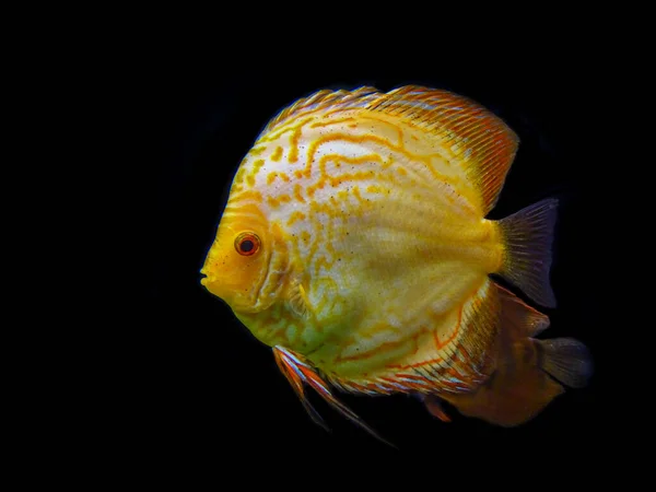 Золотая Рыбка Черном Фоне — стоковое фото