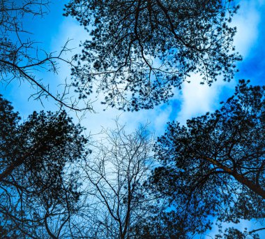 Mavi gökyüzüne karşı yoğun ağaç tepeleri. alt görünüm