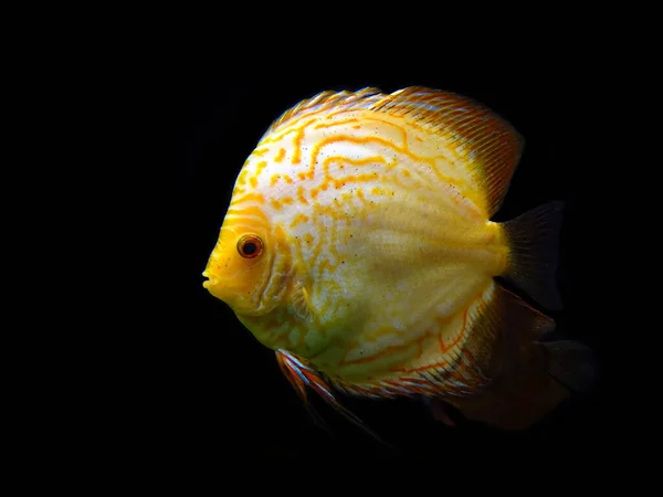 Diskus Pompadour Fisk Symphysodon Equifasciatus Röd Diskus Symphysodon Discus Även — Stockfoto