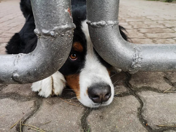 Собака Смотрит Грустными Глазами Забора Бернская Горная Собака — стоковое фото