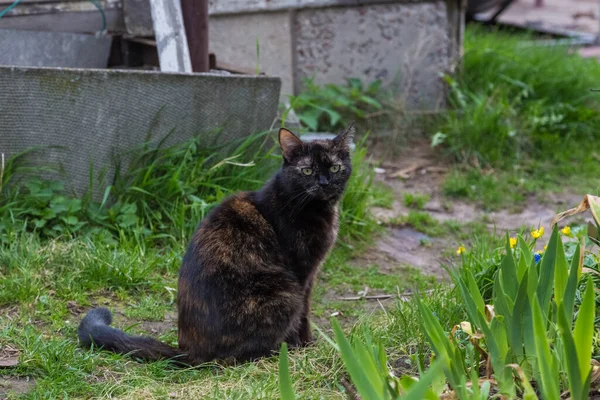 Svart Katt Gräset Trädgården — Stockfoto