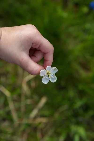 Child Hand Holding Apple Blossoms Green Grass — Stock Photo, Image