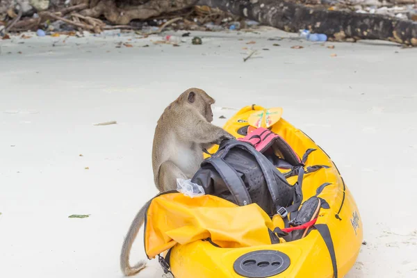 Макацька мавпа краде з рюкзака — стокове фото