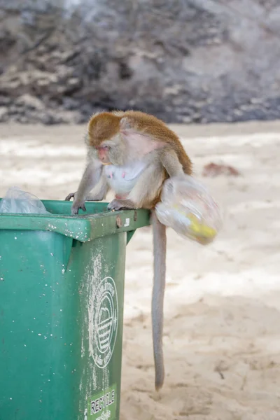 Мавпа. Макацька мати і діти ридають за їжу в смітті — стокове фото