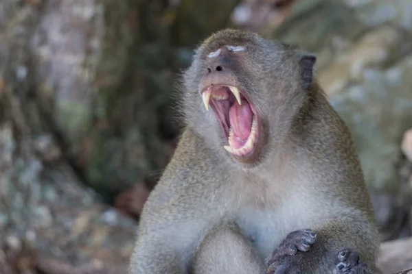 Mâle singe crier thailand — Photo