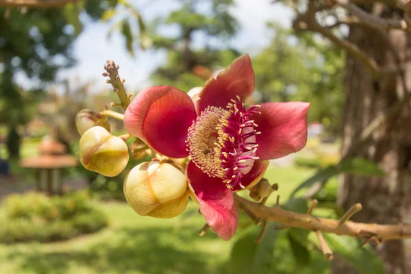 Shorea robusta ya da Gülle çiçeği ağaçtan — Stok fotoğraf