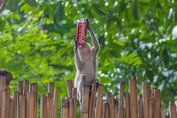 Krabi, Таїланд - 15 липня 2014: Monkey with red Coca-cola can. — стокове фото
