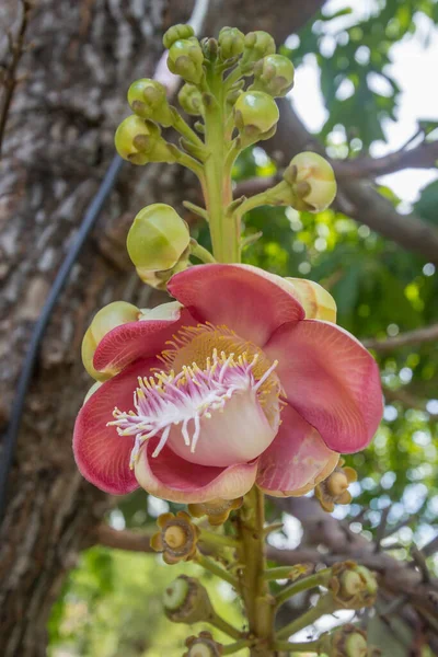 Shorea robusta ya da Gülle çiçeği ağaçtan — Stok fotoğraf