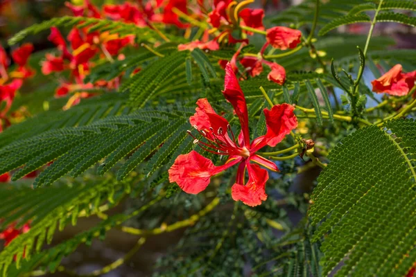 Дика червона квітка в тропічному саду Таїланду. — стокове фото