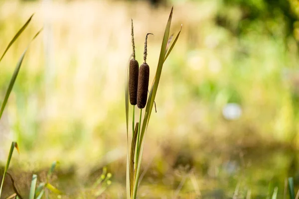 Güney Cattails Typha domingensis su kenarında hızla büyüyor