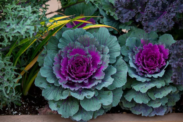 Decorative cabbage on a flower bed close-up — Stock Photo, Image