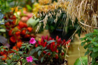 Masanın üzerindeki kuru yulaf ve balkabağı kulaklarıyla dekorasyonu kapat.