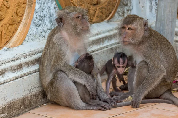 Вид на вулицю двох мавп одна мама з грудним вигодовуванням . — стокове фото