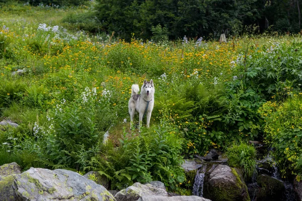 Ein Hund trinkt aus einem Bach viel Grün — Stockfoto