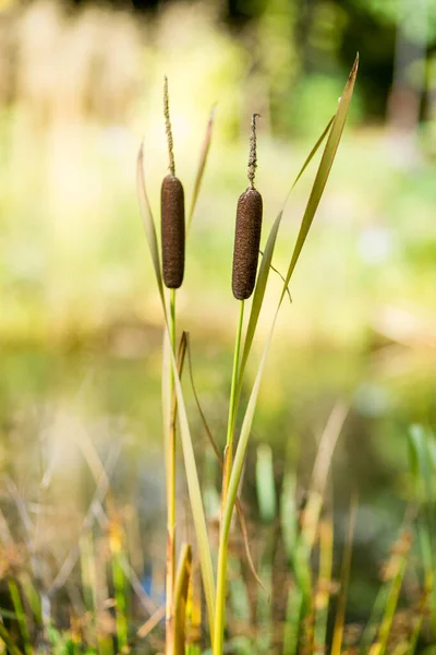 Cattails do Sul Typha domingensis crescendo descontroladamente na borda da água — Fotografia de Stock