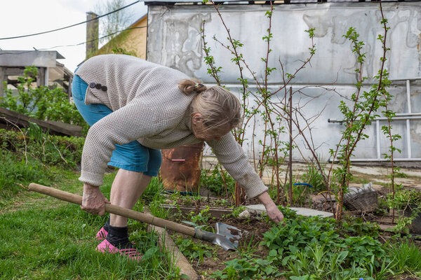 Cheerful senior Elderly woman digging garden spring time