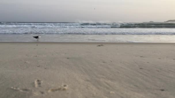 Zeemeeuw Het Strand Voor Beweging Van Golven Bij Zonsopgang Winderige — Stockvideo